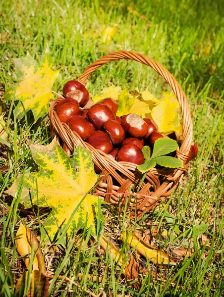 Chestnuts in a basket — Stock Photo, Image