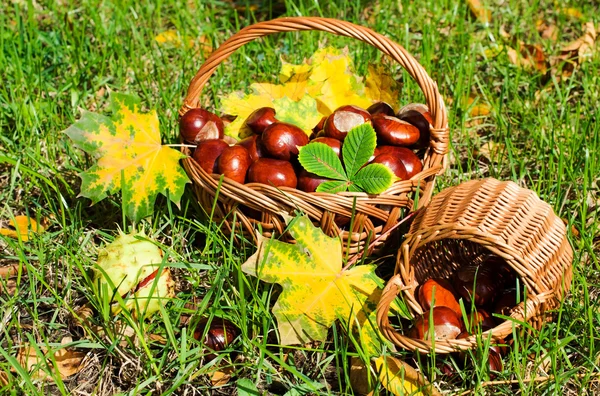 Castanhas em uma cesta — Fotografia de Stock