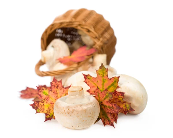 Champignons met herfst bladeren, en rieten mand — Stockfoto