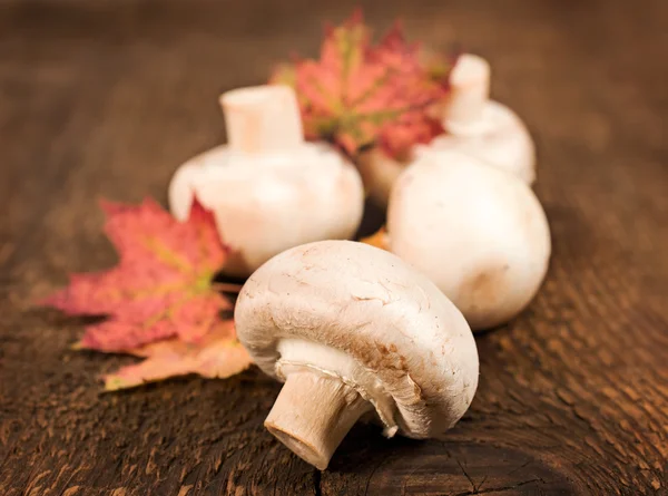 Cogumelos com folhas de outono — Fotografia de Stock