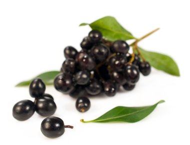 black elderberry twig clipart