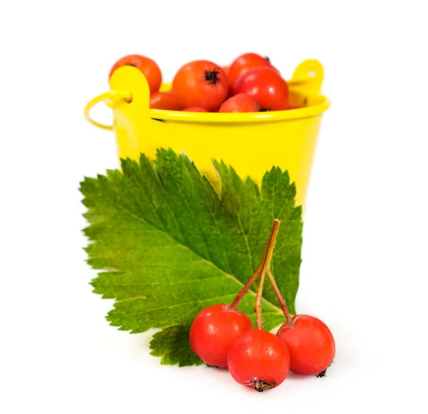 Ripe berries of hawthorn in a yellow bucket — Stock Photo, Image