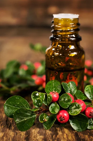 Glass bottle of essential oil of medicinal berries — Stock Photo, Image