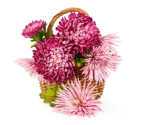 Bouquet of pink chrysanthemums — Stok fotoğraf