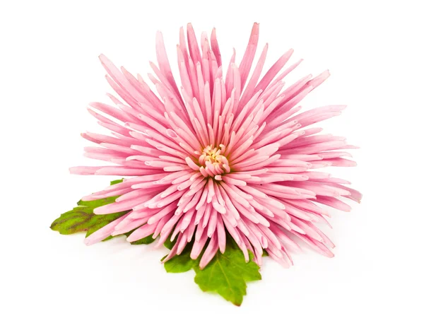 白にピンクの菊 — ストック写真