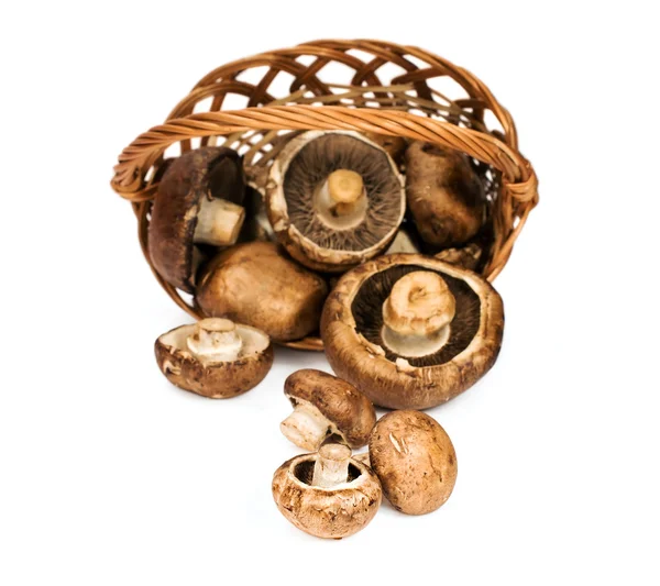 Funghi reali in un cesto — Foto Stock