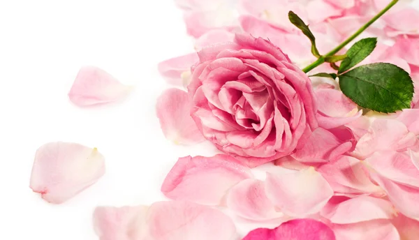 Walentynki. Róża i płatki — Zdjęcie stockowe