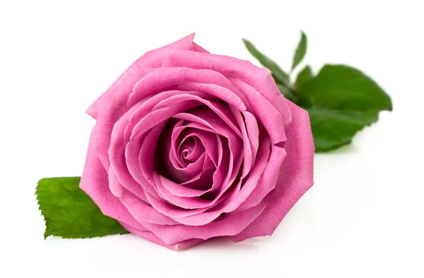 Jediné růžové růže — Stock fotografie