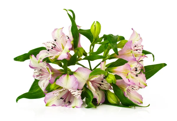 Alstroemeria bouquet — Stock Photo, Image