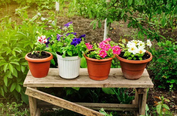 Petunias in pots — Stock Photo, Image