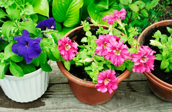 Multicolored petunias in pots — Stock Photo, Image