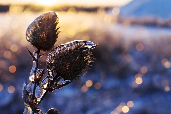 Gün batımında dipsacus kuru buz — Stok fotoğraf