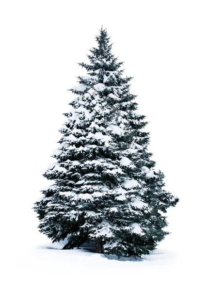 Spruce covered with snow — Stock Photo, Image