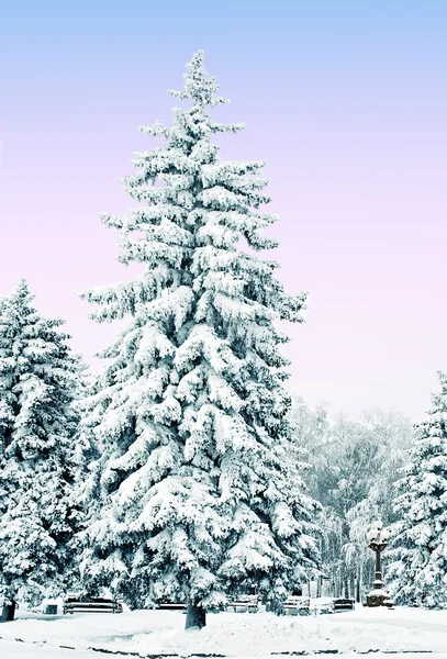 公園内の雪に覆われたトウヒ — ストック写真