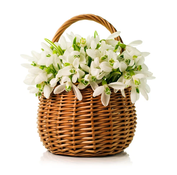 Bouquet de gouttes de neige dans un panier en osier — Photo