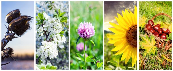 Seasons.set van verticale banners — Stockfoto