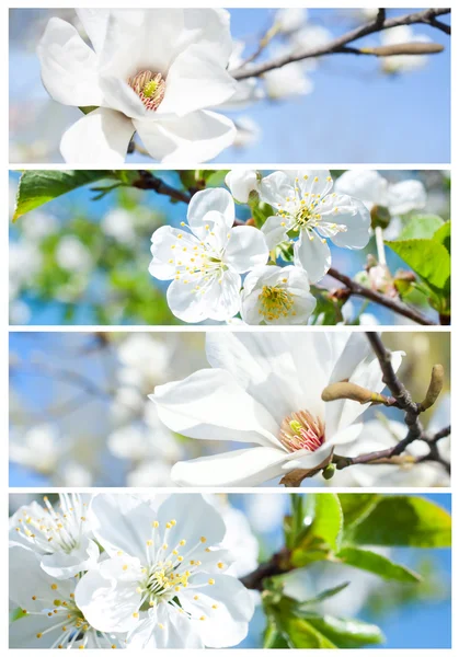 Wiosna banery — Zdjęcie stockowe