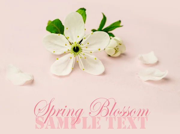 Cherry blossom — Stock Photo, Image