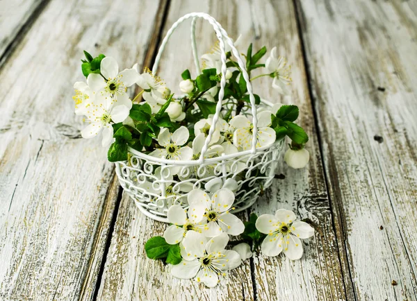 Blossom cherry twigs in a metal basket — Stock Photo, Image