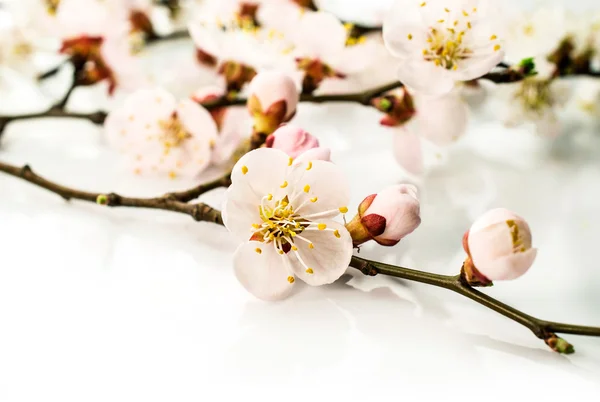 Bakgrund .apricot blommar i närbild — Stockfoto