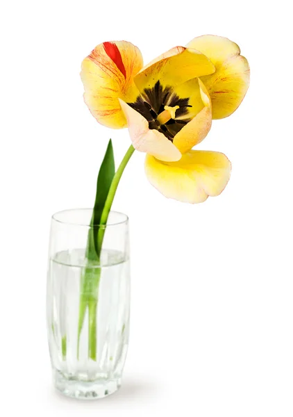 Жовтий тюльпан у скляній вазі — стокове фото