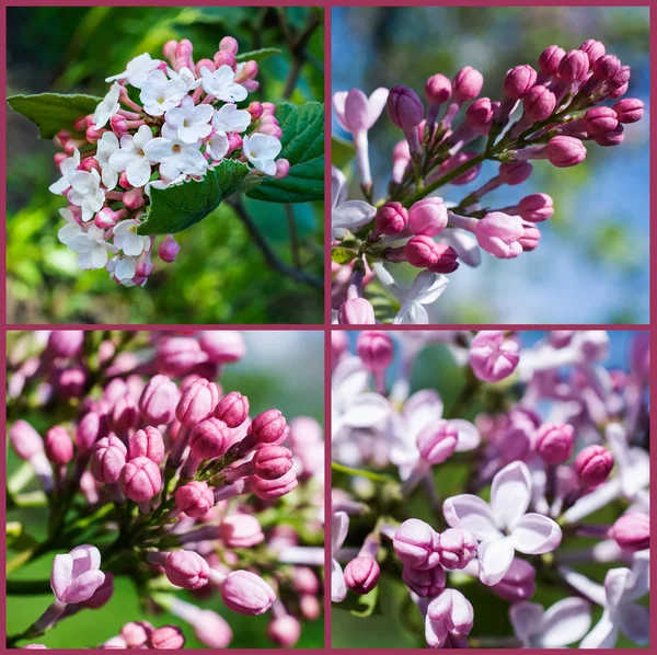 Instellen. bloeiende seringen — Stockfoto