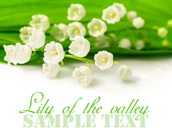 Lily of the valley closeup — Stock Photo, Image