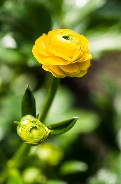 Желтый луговой цветок — стоковое фото