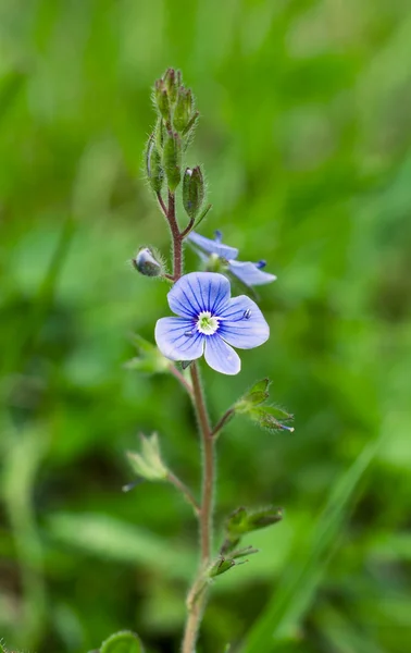 Mavi çayır çiçeği — Stok fotoğraf