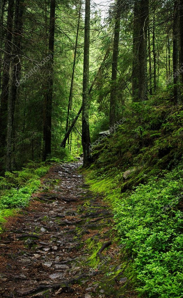 Mysterious Forest Path Stock Photo Image By C Viktoriya