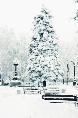 Ladin karla kaplı park