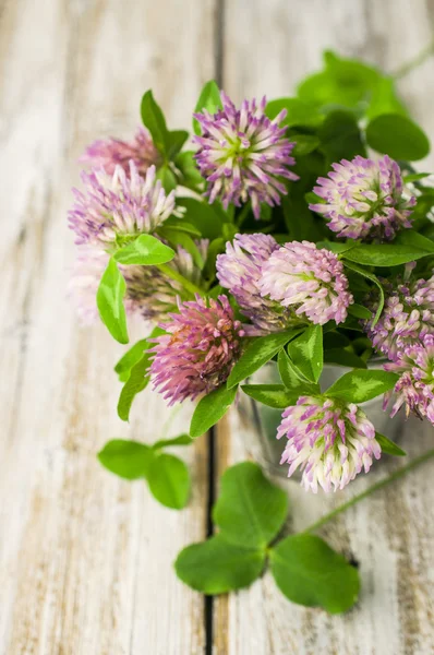 Clover on the wooden table — Stock Photo, Image