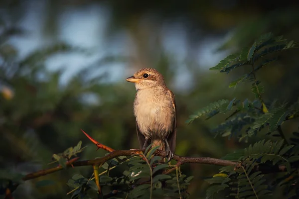 Wildlife photography. Small single bird shrike sitting on green tree branch on nature background
