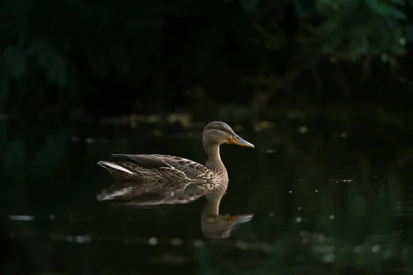 Wildlife Scen Med Vackra Gräsänder Vatten Fågel Damm Eller Flod — Stockfoto