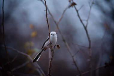 Beautiful and cute bird of long-tailed tit (Aegithalos caudatus) sitting on the branch on autumn nature background