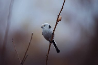 Beautiful and cute bird of long-tailed tit (Aegithalos caudatus) sitting on the branch on autumn nature background