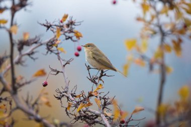 Gökyüzü arka planında sonbahar ağacının dalında oturan güzel kuş (Phylloscopus collybita)