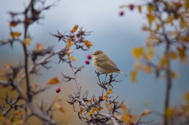 Gökyüzü arka planında sonbahar ağacının dalında oturan güzel kuş (Phylloscopus collybita)