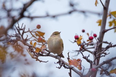 Gökyüzü arka planında sonbahar ağacının dalında oturan güzel kuş (Phylloscopus collybita)