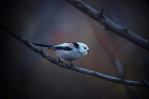 Beautiful Cute Bird Long Tailed Tit Aegithalos Caudatus Sitting Branch — 스톡 사진