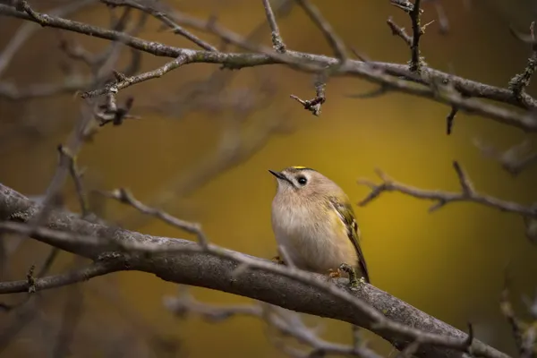 Vacker Fågel Goldcrest Sitter Träd Gren Gul Höst Natur Bakgrund — Stockfoto