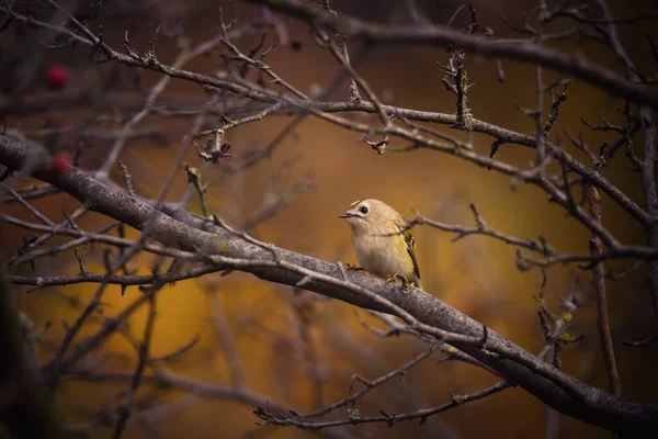 Hermoso Pájaro Goldcrest Sentado Rama Árbol Sobre Fondo Amarillo Naturaleza — Foto de Stock