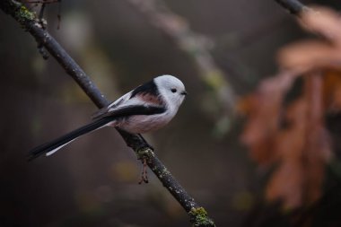 Beautiful and cute bird of long-tailed tit (Aegithalos caudatus) sitting on the branch on autumn nature background