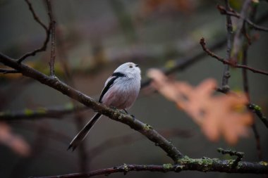 Beautiful and cute bird of long-tailed tit (Aegithalos caudatus) sitting on the branch on autumn nature background