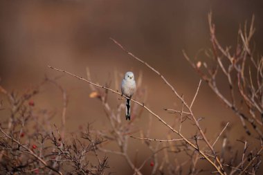 Beautiful and cute bird of long-tailed tit (Aegithalos caudatus) sitting on the branch on autumn nature background