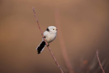 Beautiful and cute bird of long-tailed tit (Aegithalos caudatus) sitting on the branch on autumn nature background