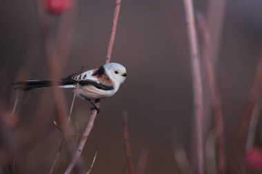 Beautiful and cute bird of long-tailed tit (Aegithalos caudatus) sitting on the branch on autumn nature background
