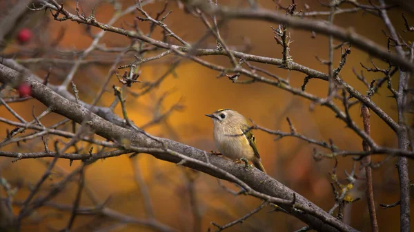Vacker Fågel Goldcrest Sitter Träd Gren Gul Höst Natur Bakgrund — Stockfoto