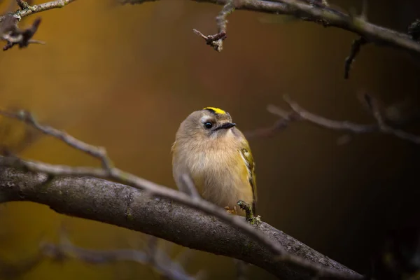 Bellissimo Uccello Goldcrest Seduto Ramo Albero Sfondo Giallo Natura Autunno — Foto Stock