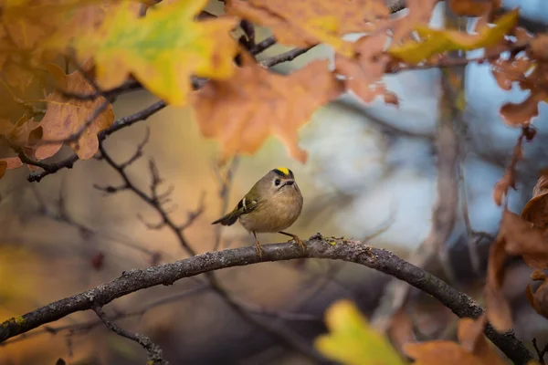 Hermoso Pájaro Goldcrest Sentado Rama Árbol Con Hojas Marrones Secas —  Fotos de Stock